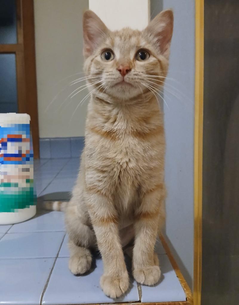 Enlarge Huldy, a Adoptable mixed breed in Shell Lake, WI image 2/2