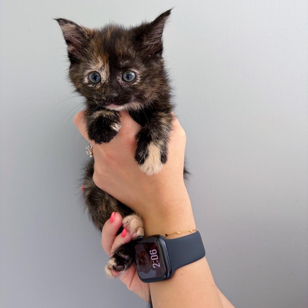 Enlarge Fluttershy, an adopted Domestic Short Hair in Bethel, OH image 1/1