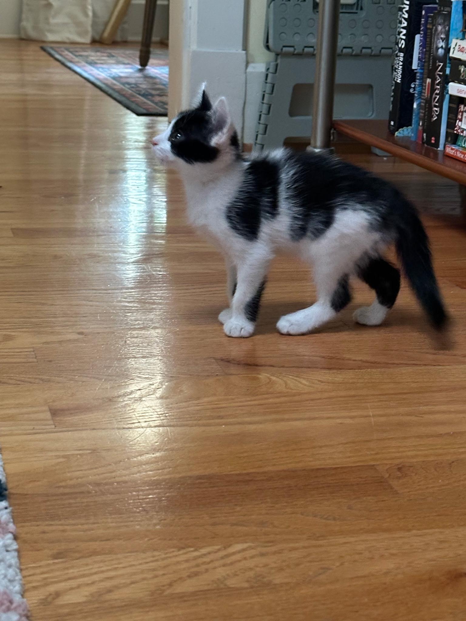 Enlarge Rigby, a Adoptable mixed breed in Louisville, KY image 4/6