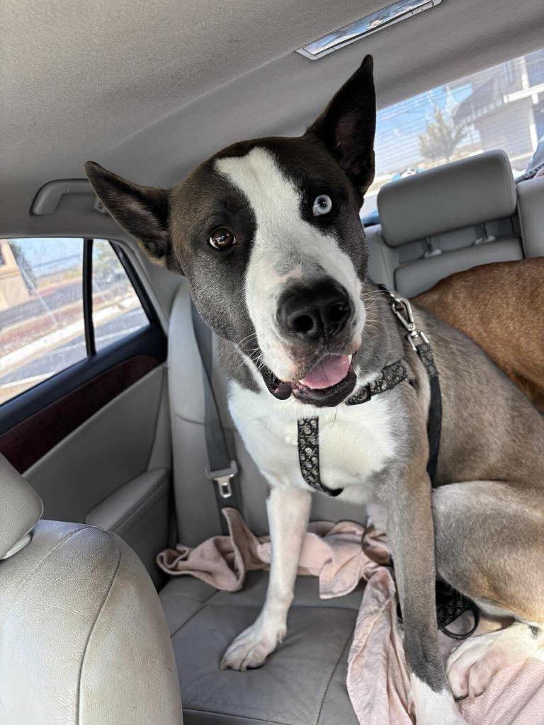 Enlarge Champ, a Adoptable mixed breed in Tucumcari, NM image 1/2