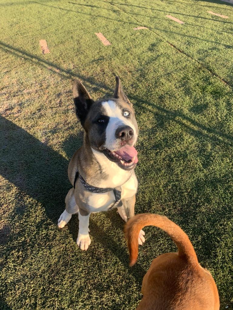 Enlarge Champ, a Adoptable mixed breed in Tucumcari, NM image 1/2