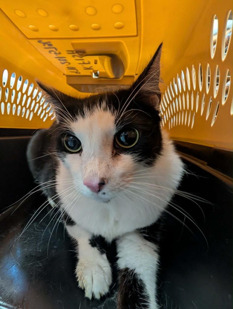 Duke, Adopted, Adult Male Tuxedo.