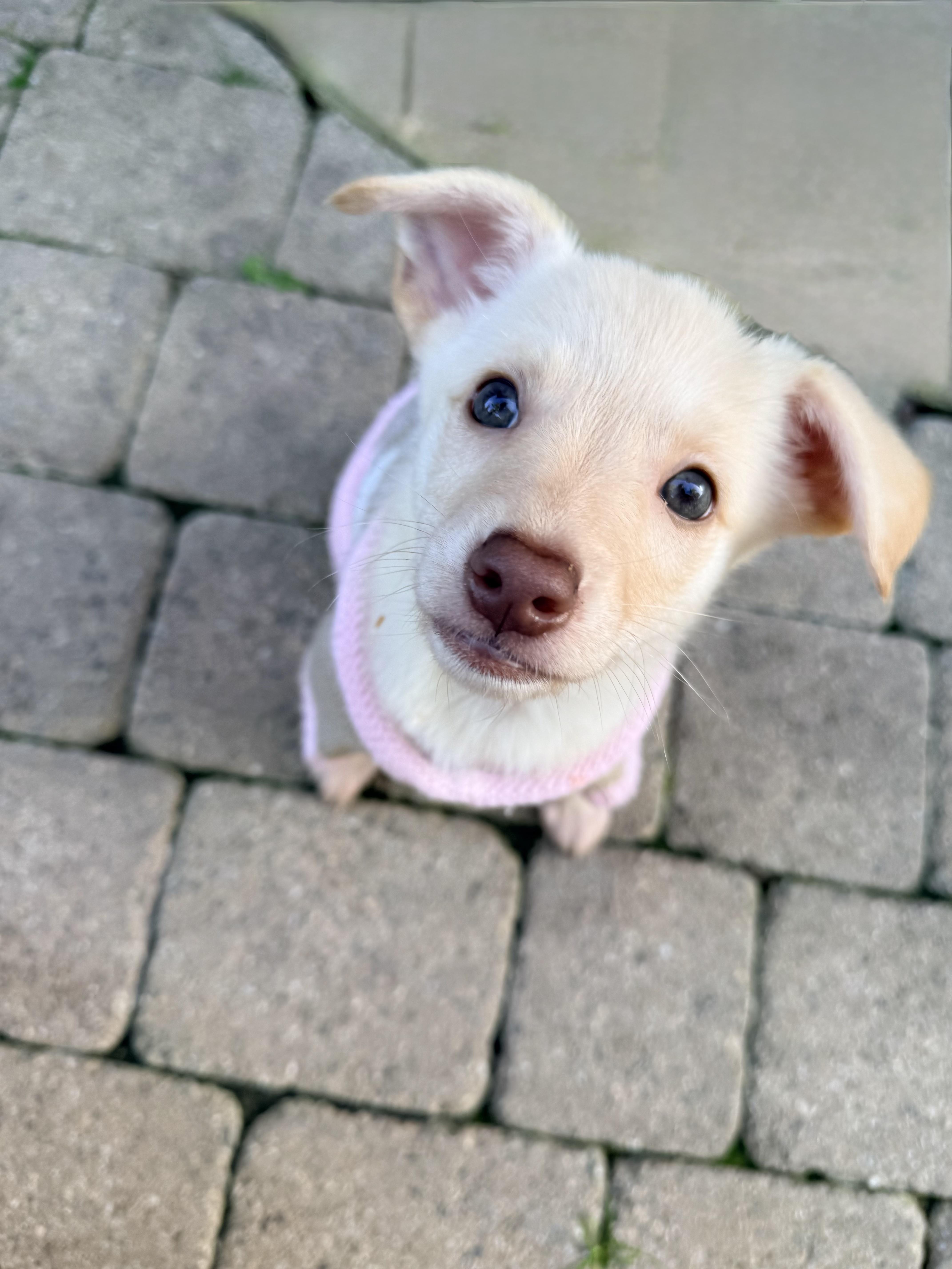 Enlarge Bunny , an adopted mixed breed in San Diego, CA image 1/1