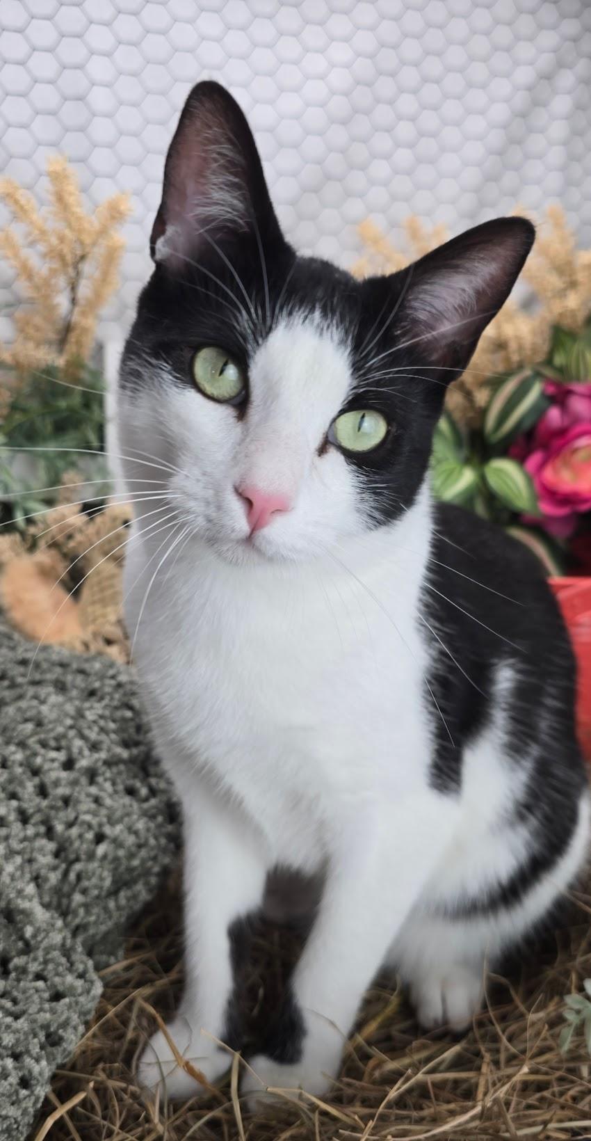 Enlarge Deveraux the Distinguished Gentleman, a Adoptable Domestic Short Hair in Hagerstown, MD image 4/6