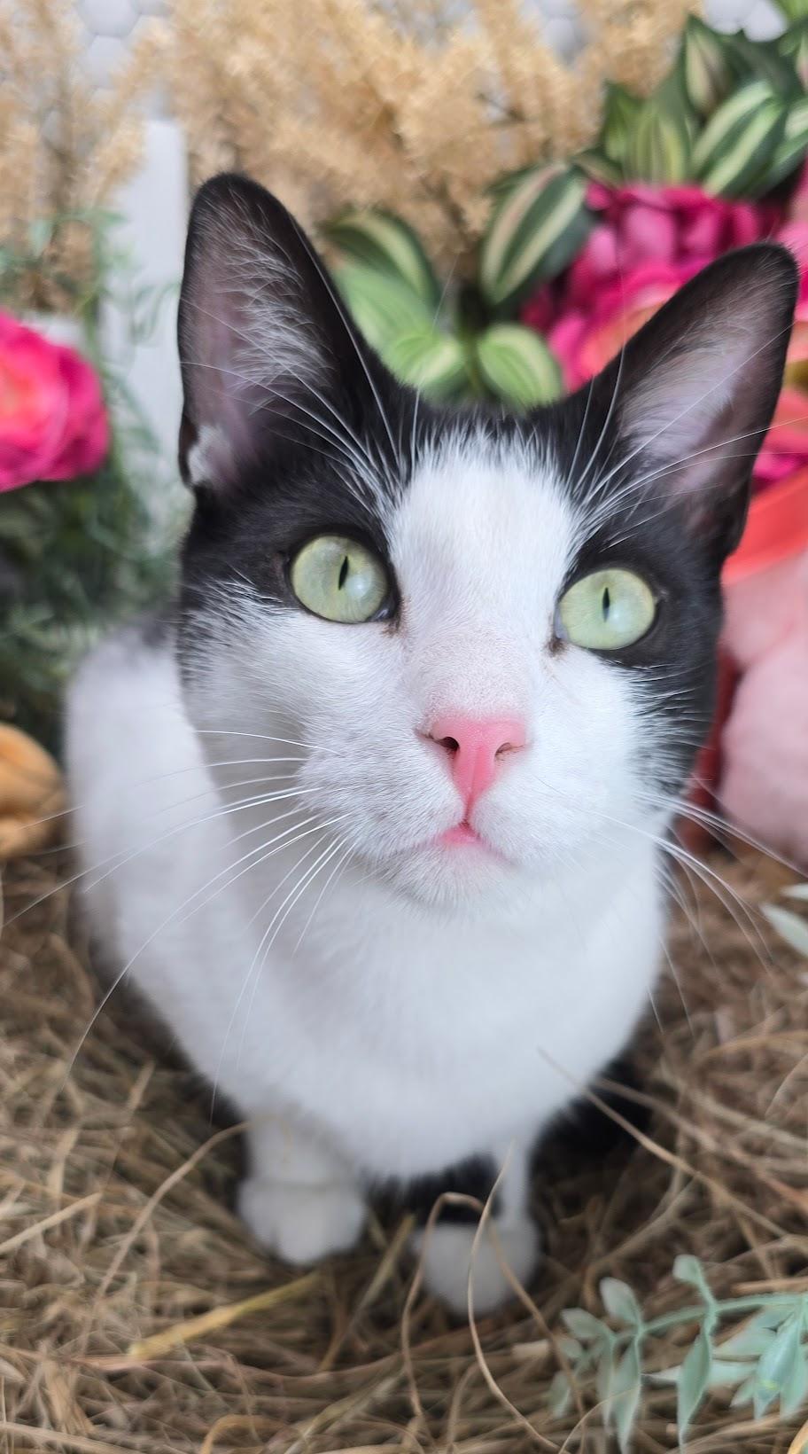 Enlarge Deveraux the Distinguished Gentleman, a Adoptable Domestic Short Hair in Hagerstown, MD image 5/6
