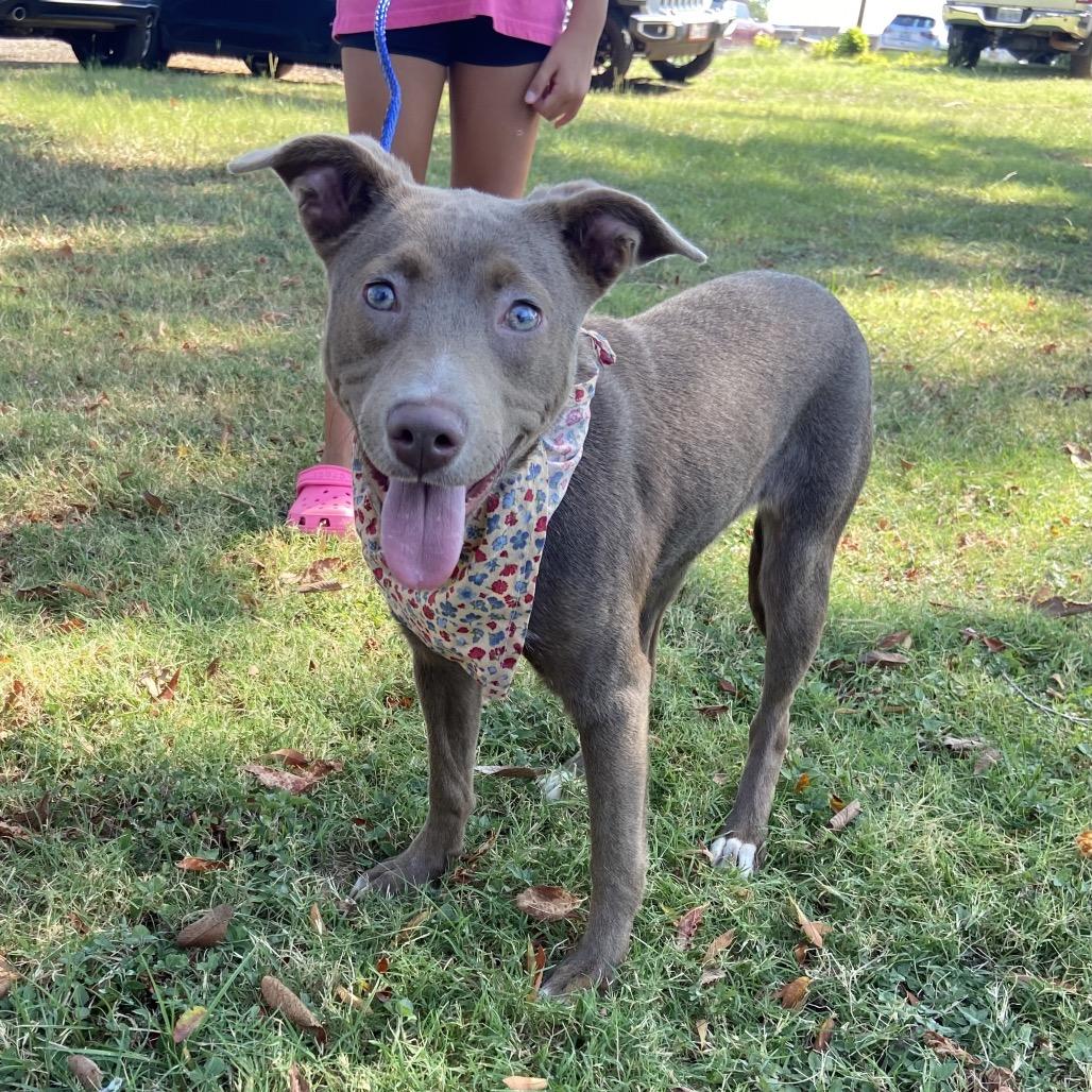 Pandora, Adoptable, Young Female Pit Bull Terrier.