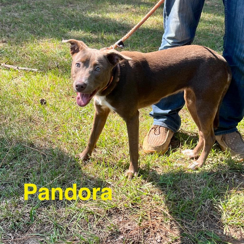 Pandora, a Adoptable mixed breed in Palestine, TX image 3/4