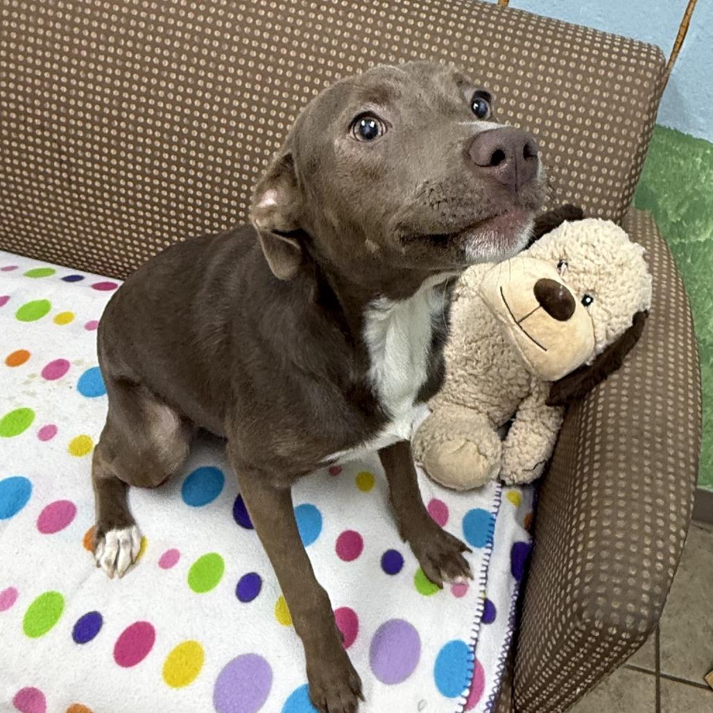 Pandora, a Adoptable mixed breed in Palestine, TX image 4/4