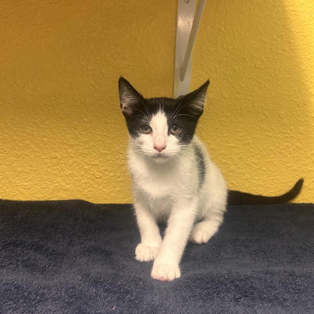 Enlarge Dr. Cucumber, a Adoptable Domestic Short Hair in Fresno, CA image 1/2