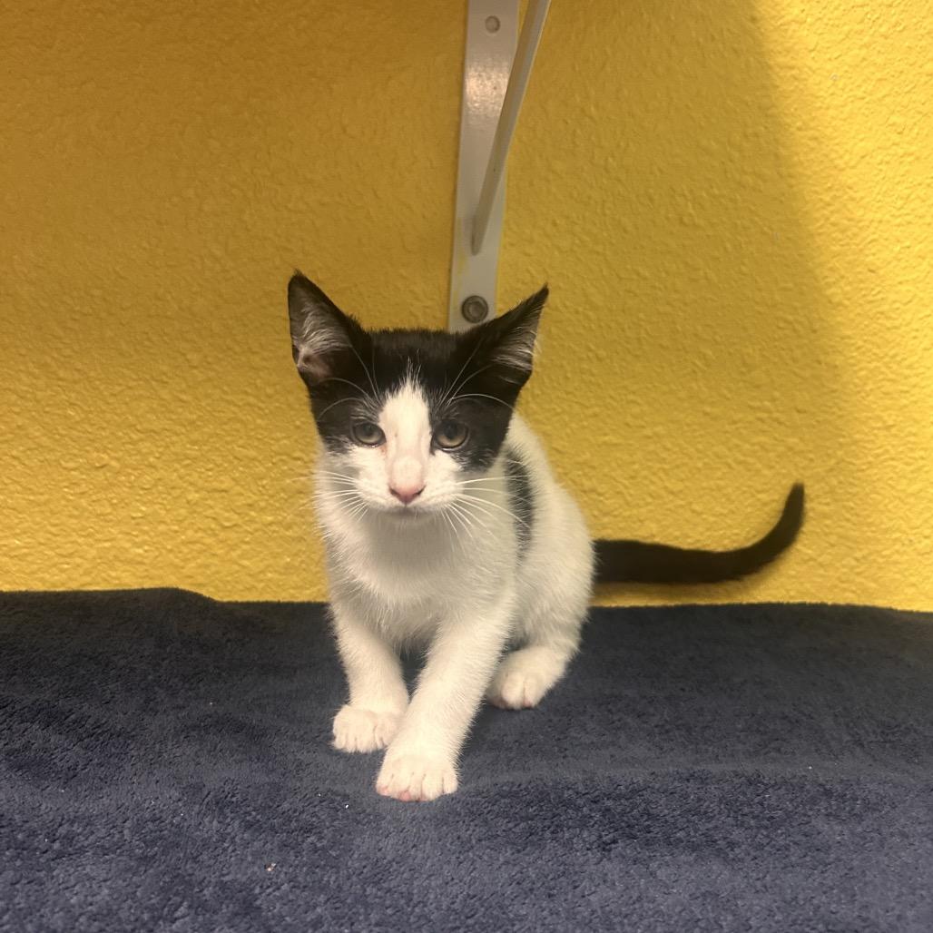Enlarge Dr. Cucumber, a Adoptable Domestic Short Hair in Fresno, CA image 2/2