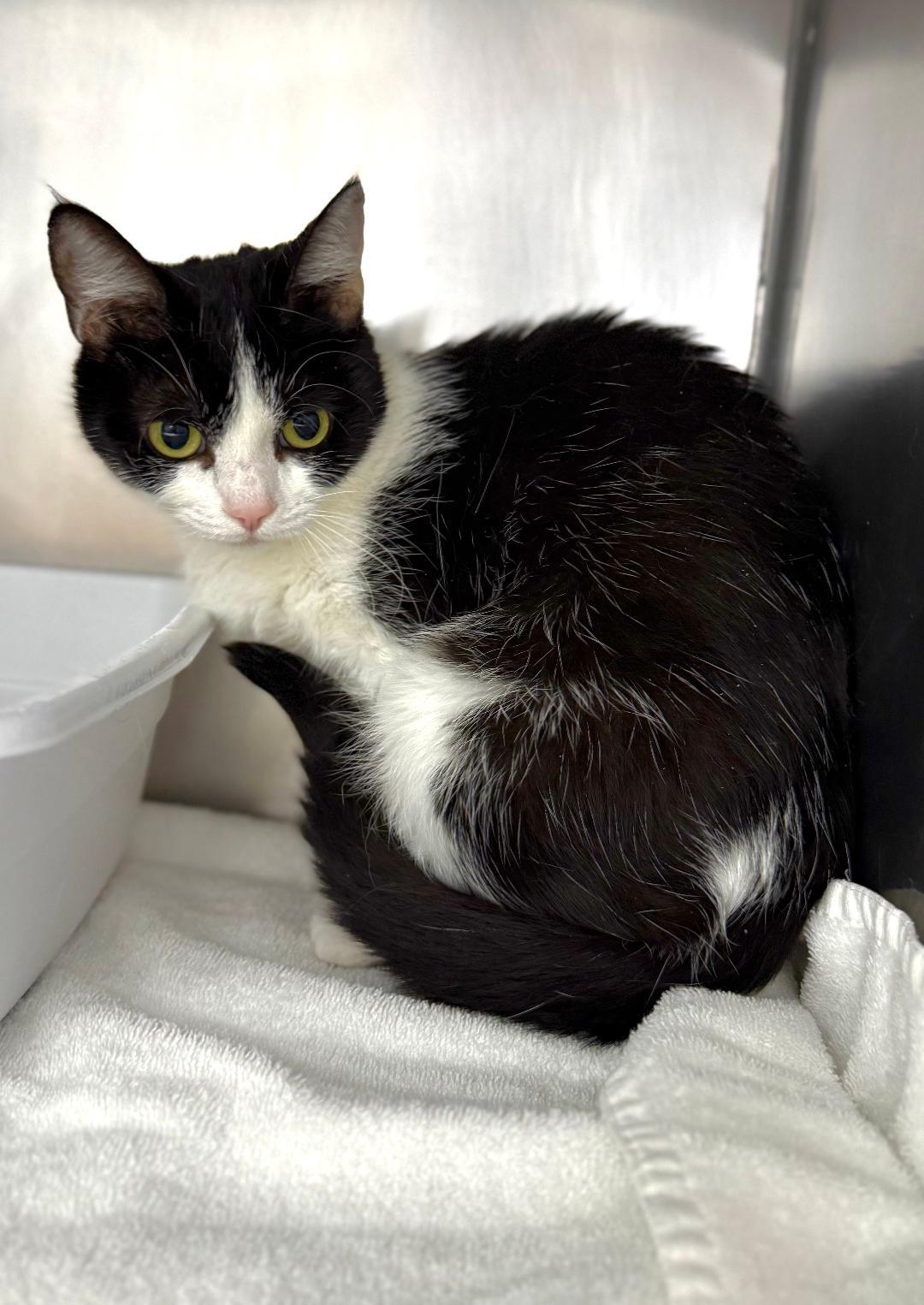 GiGi, ADOPTABLE, Adult Female Domestic Short Hair.