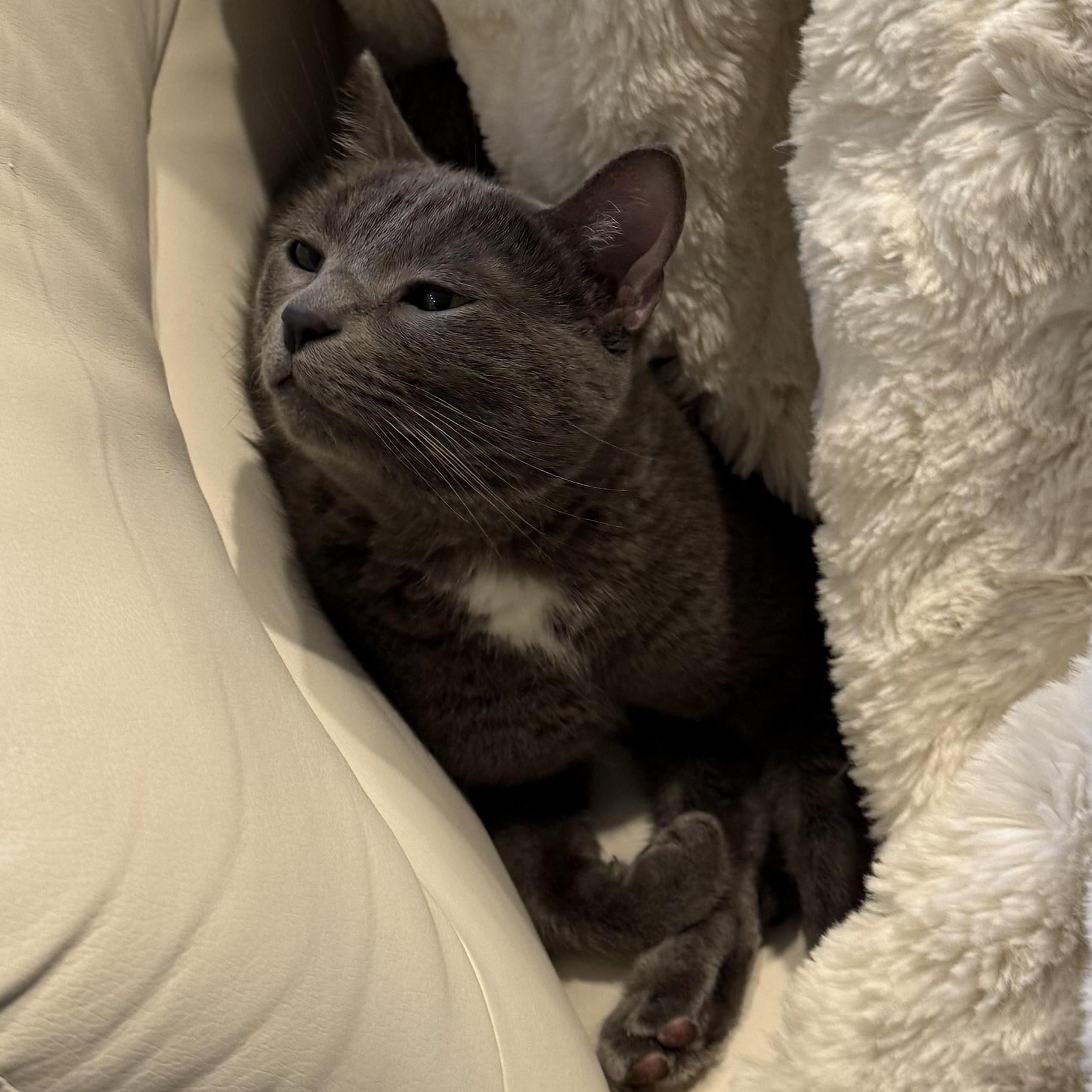 Scarlett (bonded with Kio), a Adopted American Shorthair in Laguna Woods, CA image 4/6