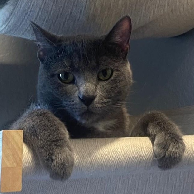 Scarlett (bonded with Kio), a Adopted American Shorthair in Laguna Woods, CA image 5/6