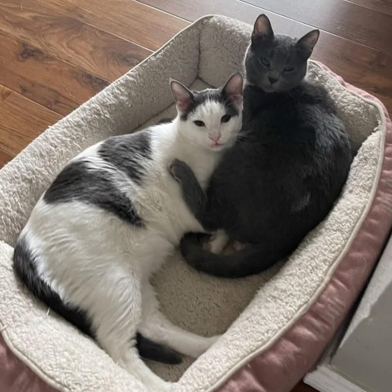 Scarlett (bonded with Kio), a Adopted American Shorthair in Laguna Woods, CA image 6/6