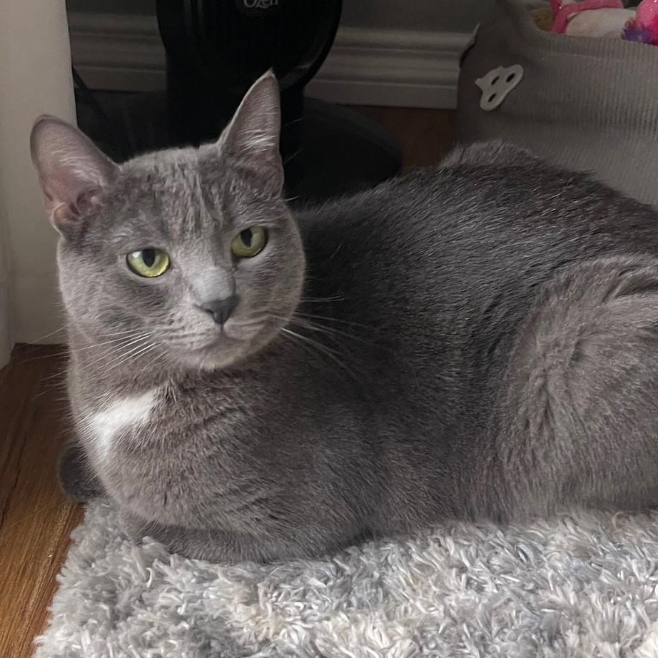 Scarlett (bonded with Kio), Adopted, Young Female American Shorthair.