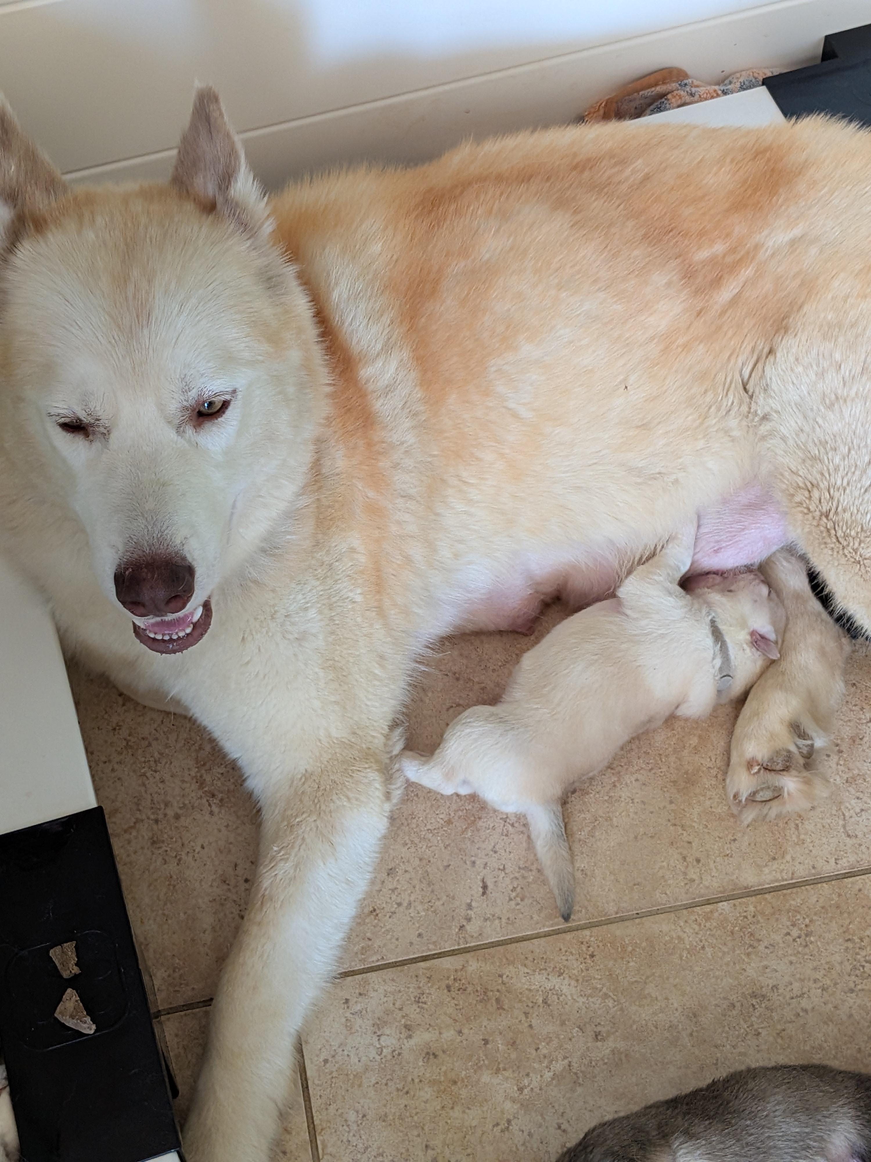 Enlarge Polly, a Adopted Husky in Seattle, WA image 5/5