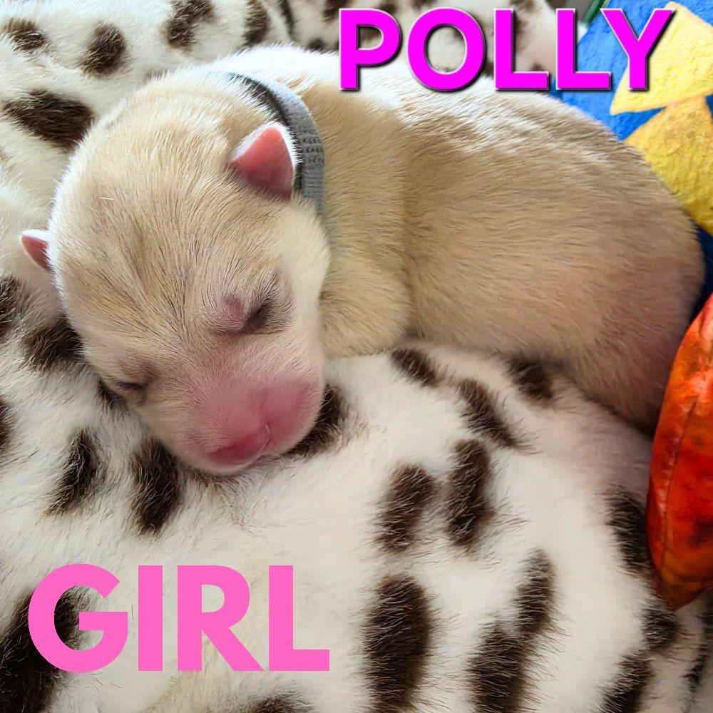 Enlarge Polly, a Adopted Husky in Seattle, WA image 4/5