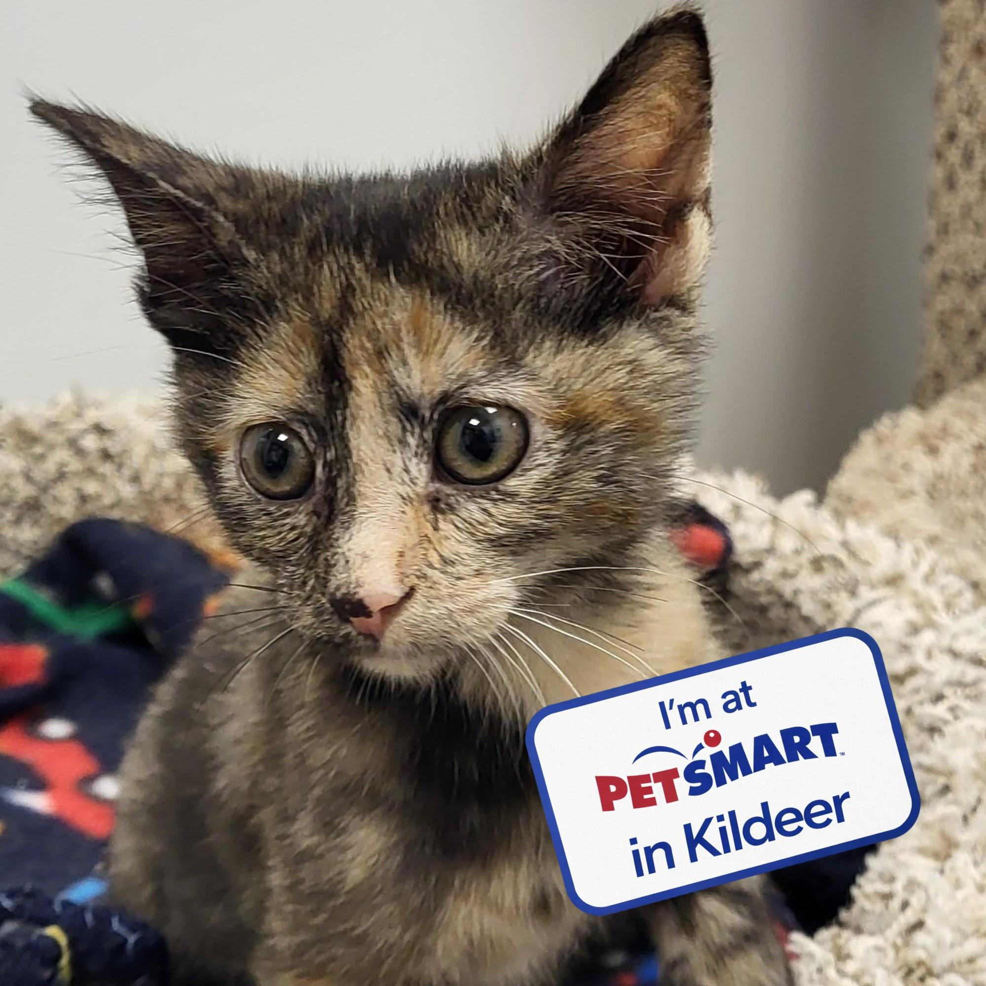 Bruh, an adopted Domestic Short Hair in Grayslake, IL image 1/4