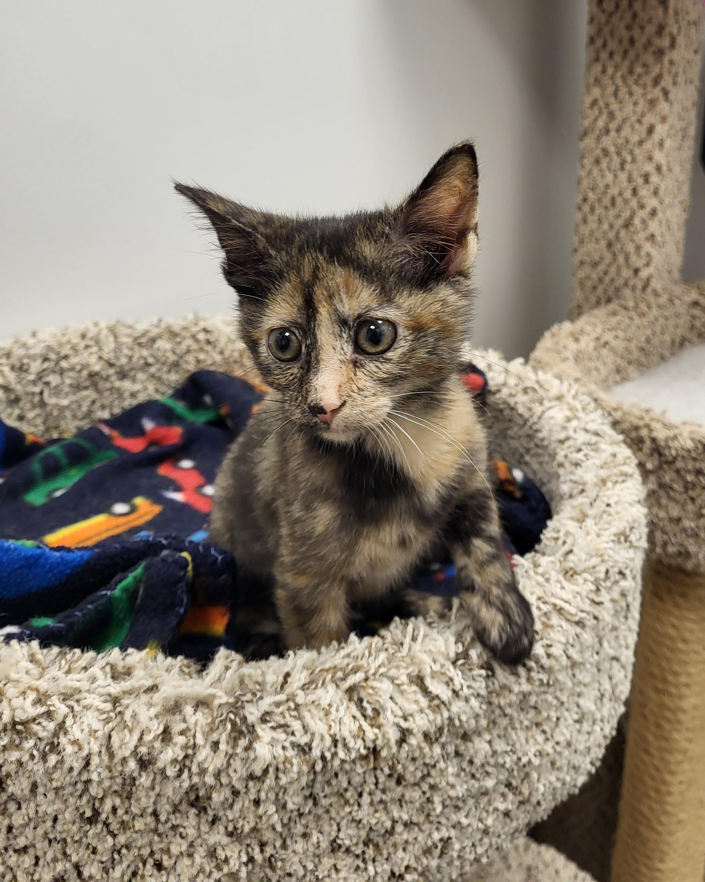Bruh, an adopted Domestic Short Hair in Grayslake, IL image 4/4