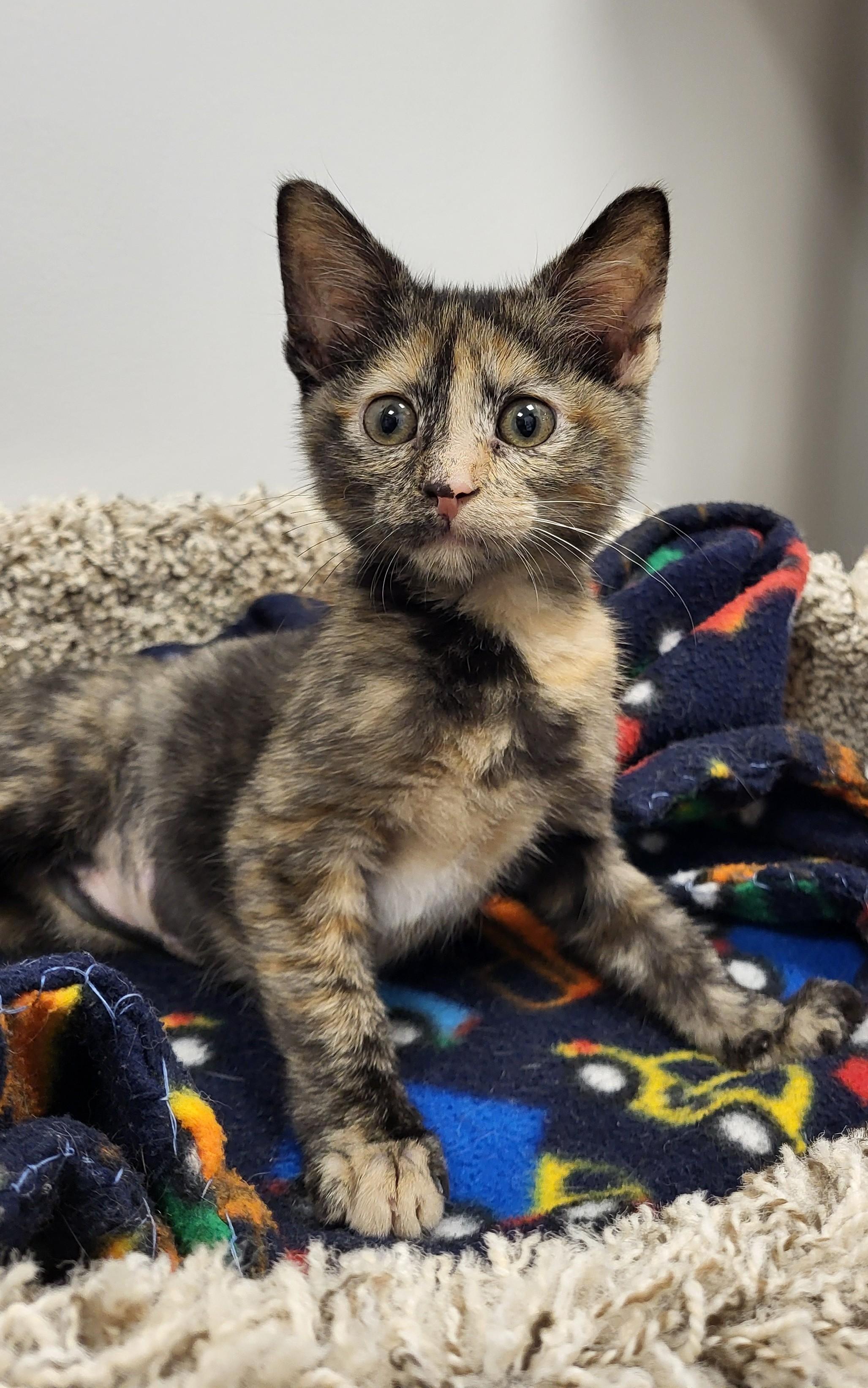 Bruh, an adopted Domestic Short Hair in Grayslake, IL image 3/4