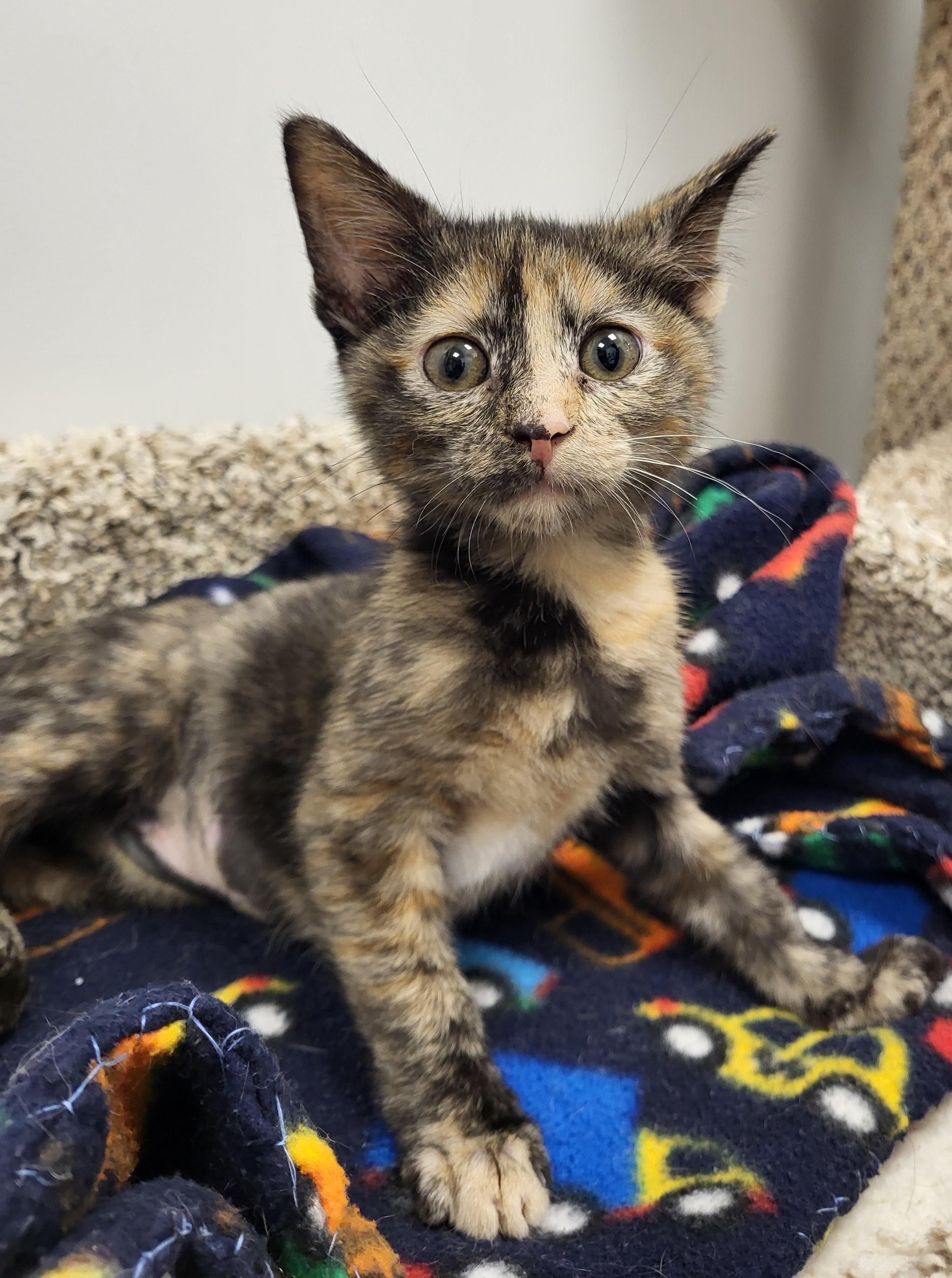 Bruh, an adopted Domestic Short Hair in Grayslake, IL image 2/4
