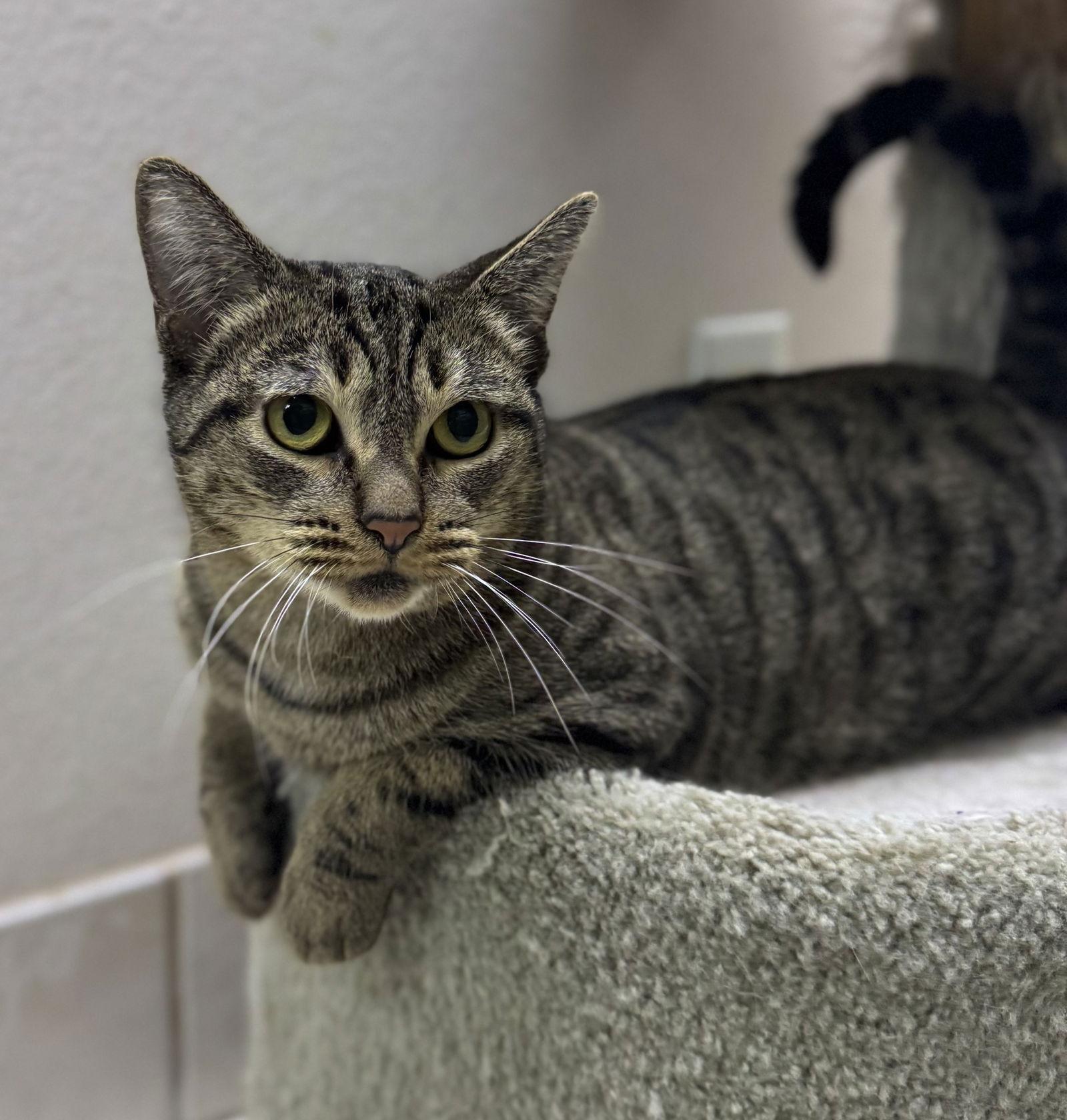 Enlarge Madeline, a Adoptable Tabby in Palo Alto, CA image 1/3
