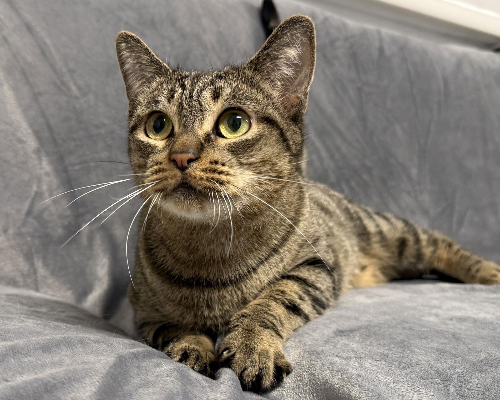 Enlarge Madeline, a Adoptable Tabby in Palo Alto, CA image 2/3