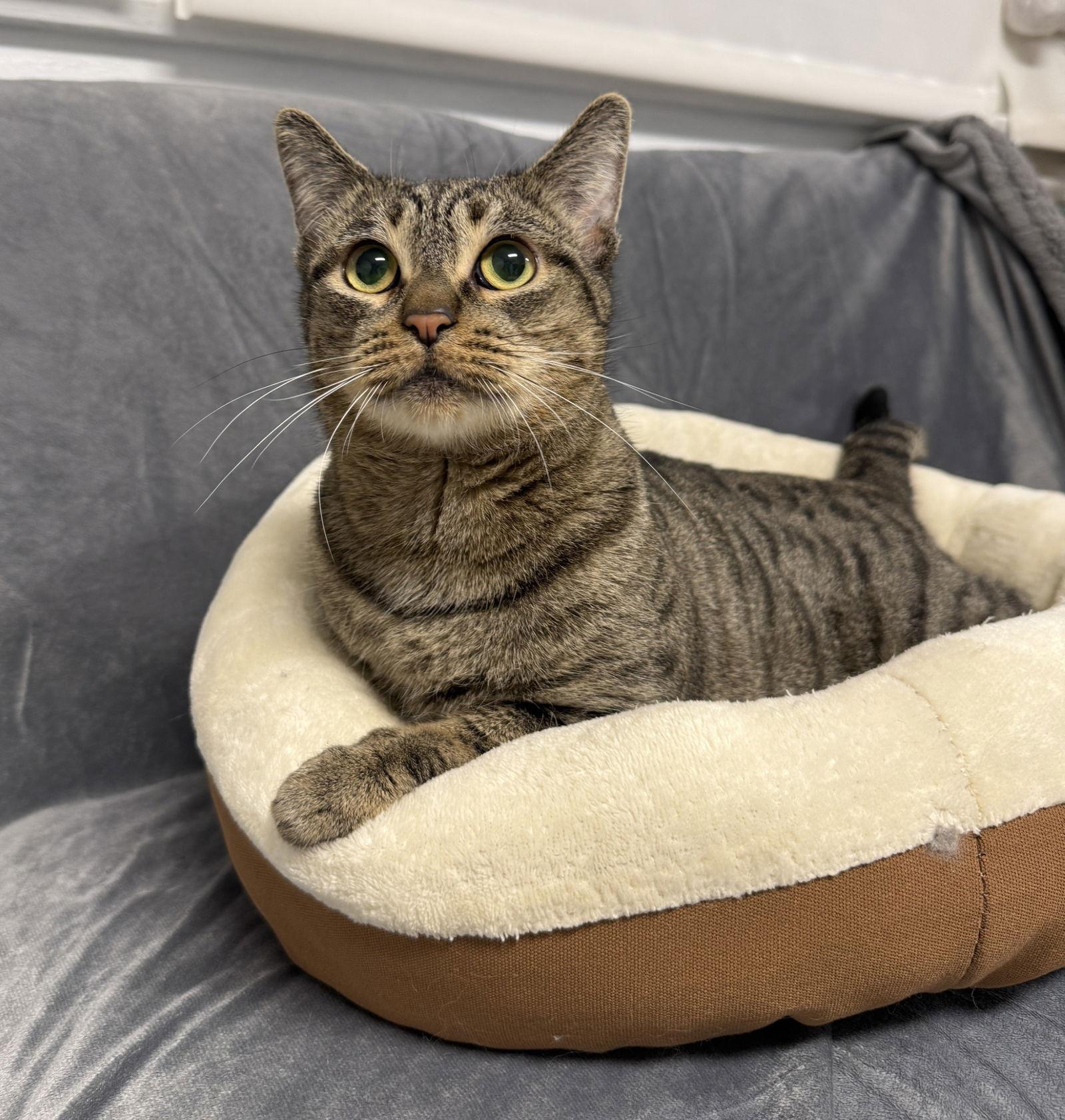 Enlarge Madeline, a Adoptable Tabby in Palo Alto, CA image 3/3