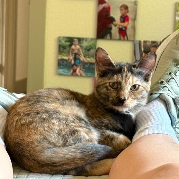 Scout Jerny — thumbnail 4