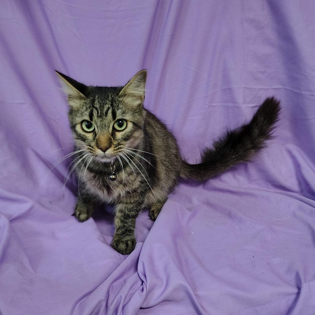 Enlarge Bubba Gump, a Adoptable Domestic Medium Hair in Coos Bay, OR image 1/3