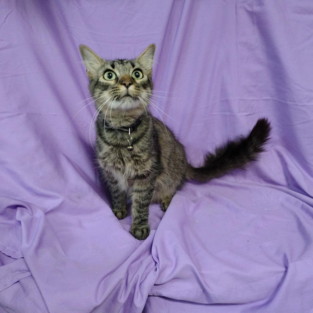 Enlarge Bubba Gump, a Adoptable Domestic Medium Hair in Coos Bay, OR image 2/3