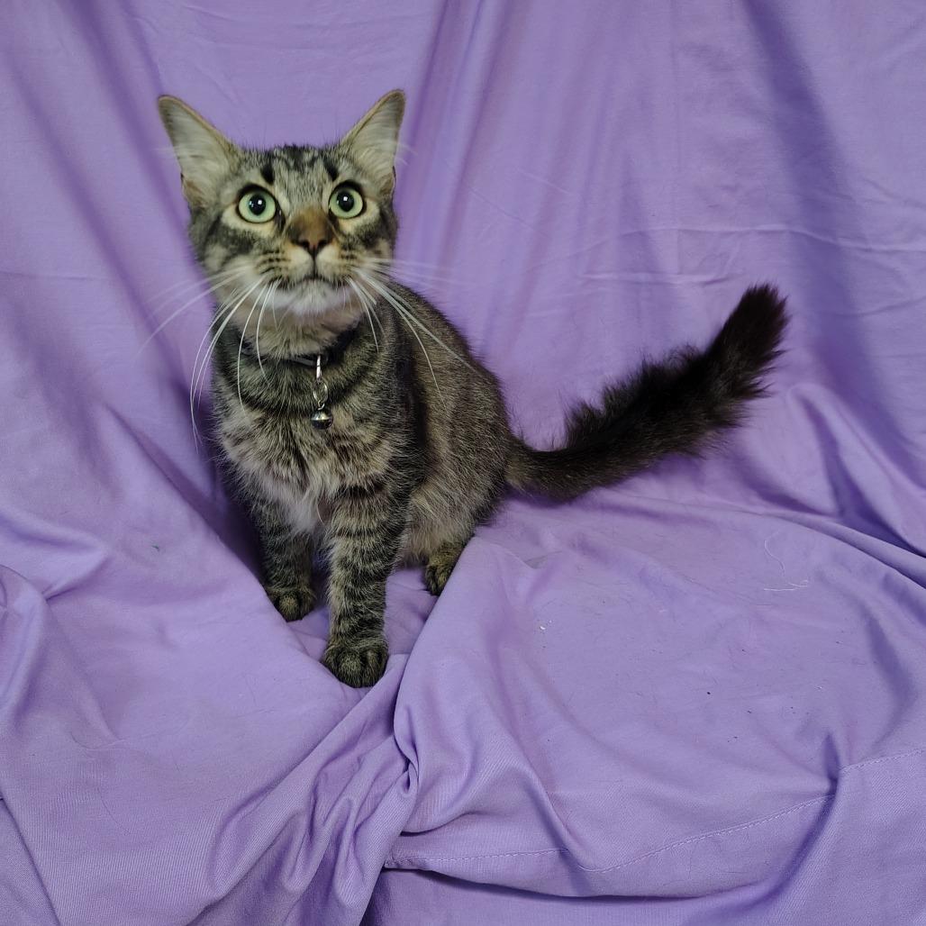 Enlarge Bubba Gump, a Adoptable Domestic Medium Hair in Coos Bay, OR image 3/3