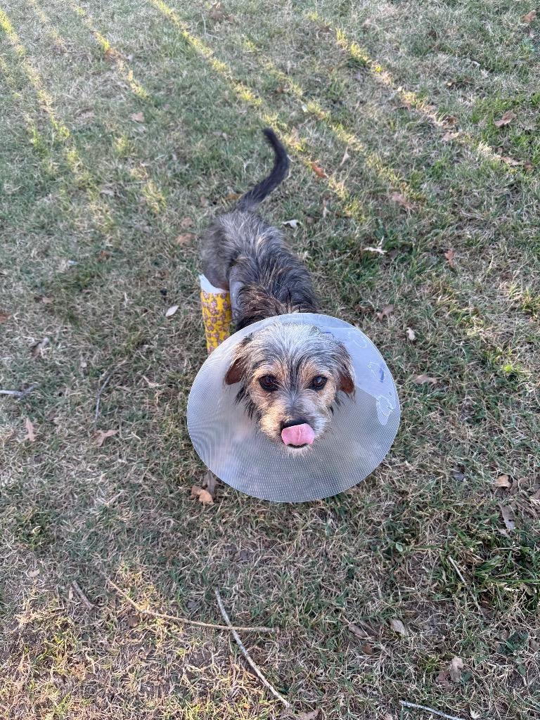 Enlarge Snorkasaurus (Snorky), a Adoptable mixed breed in College Station, TX image 1/6