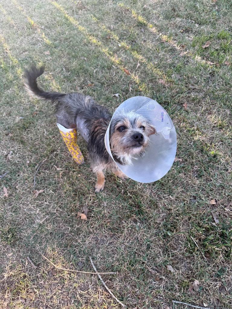 Enlarge Snorkasaurus (Snorky), a Adoptable mixed breed in College Station, TX image 2/6