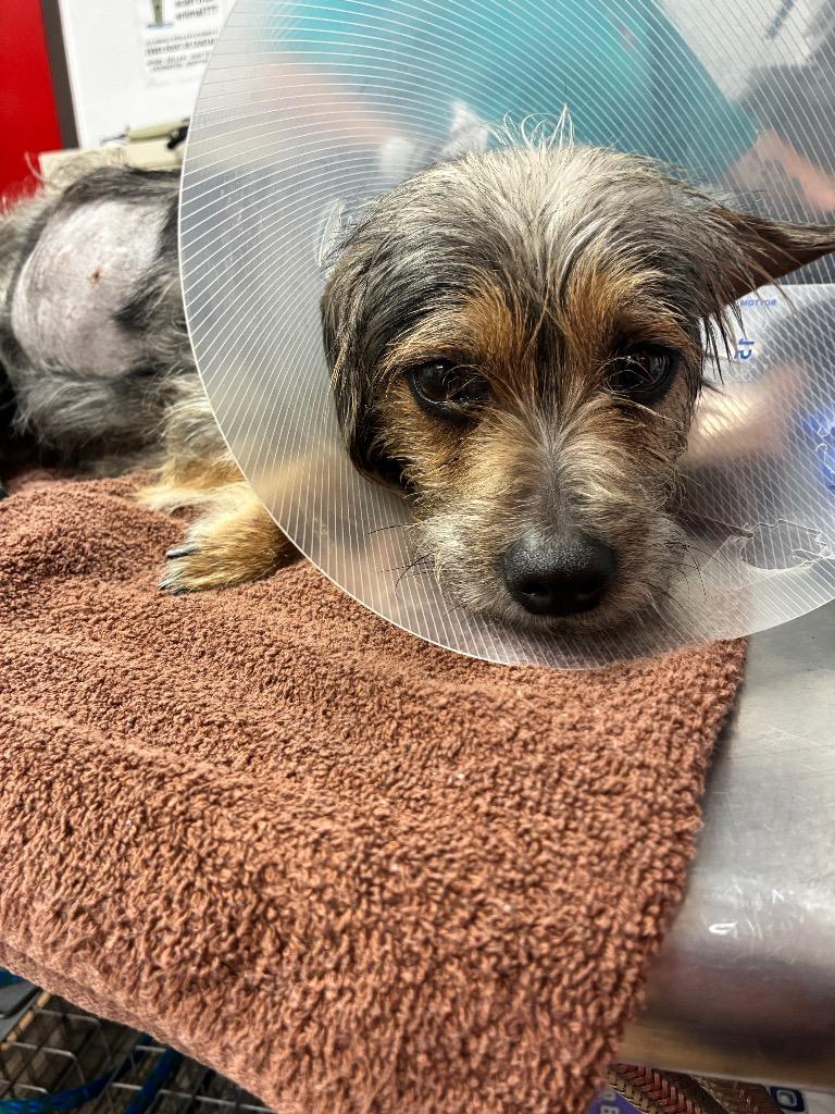 Enlarge Snorkasaurus (Snorky), a Adoptable mixed breed in College Station, TX image 4/6