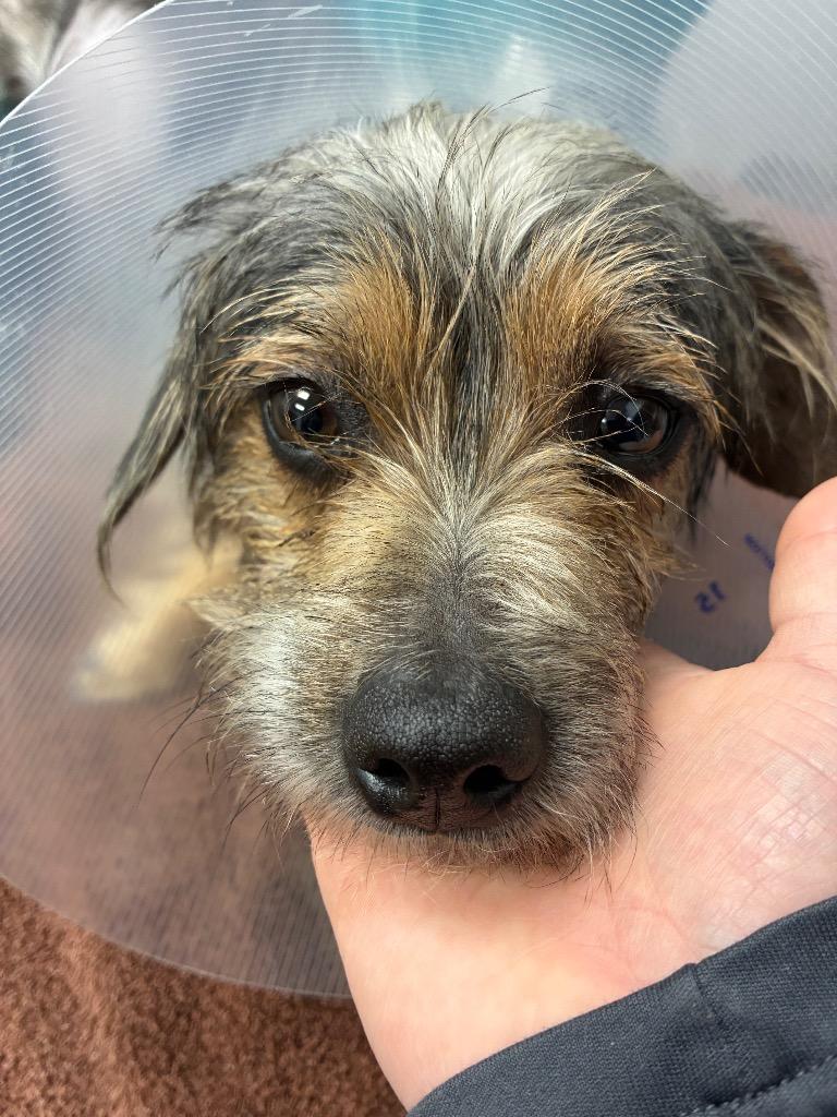 Enlarge Snorkasaurus (Snorky), a Adoptable mixed breed in College Station, TX image 4/4