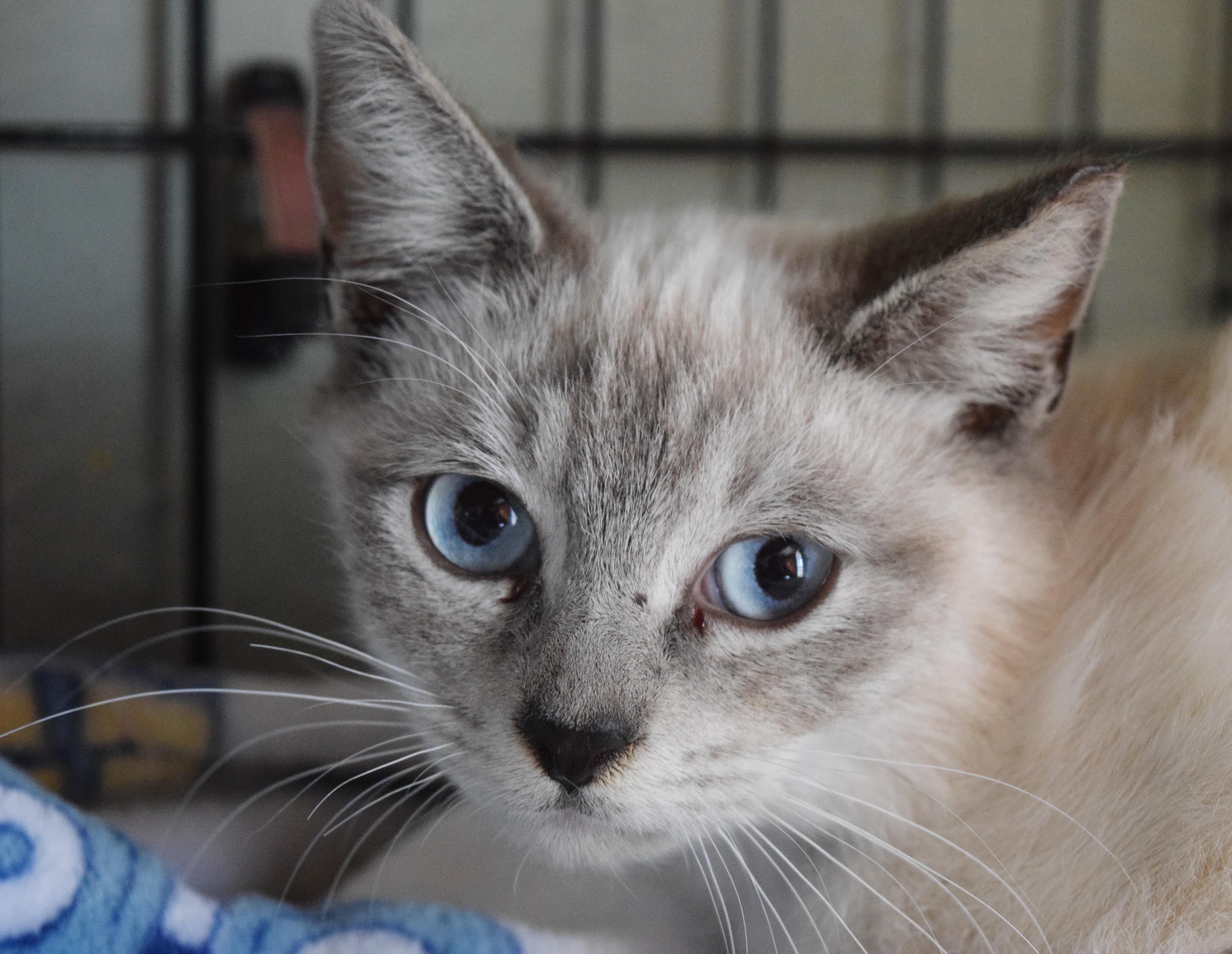 Enlarge Love Bug, an adopted mixed breed in Bulverde, TX image 5/5