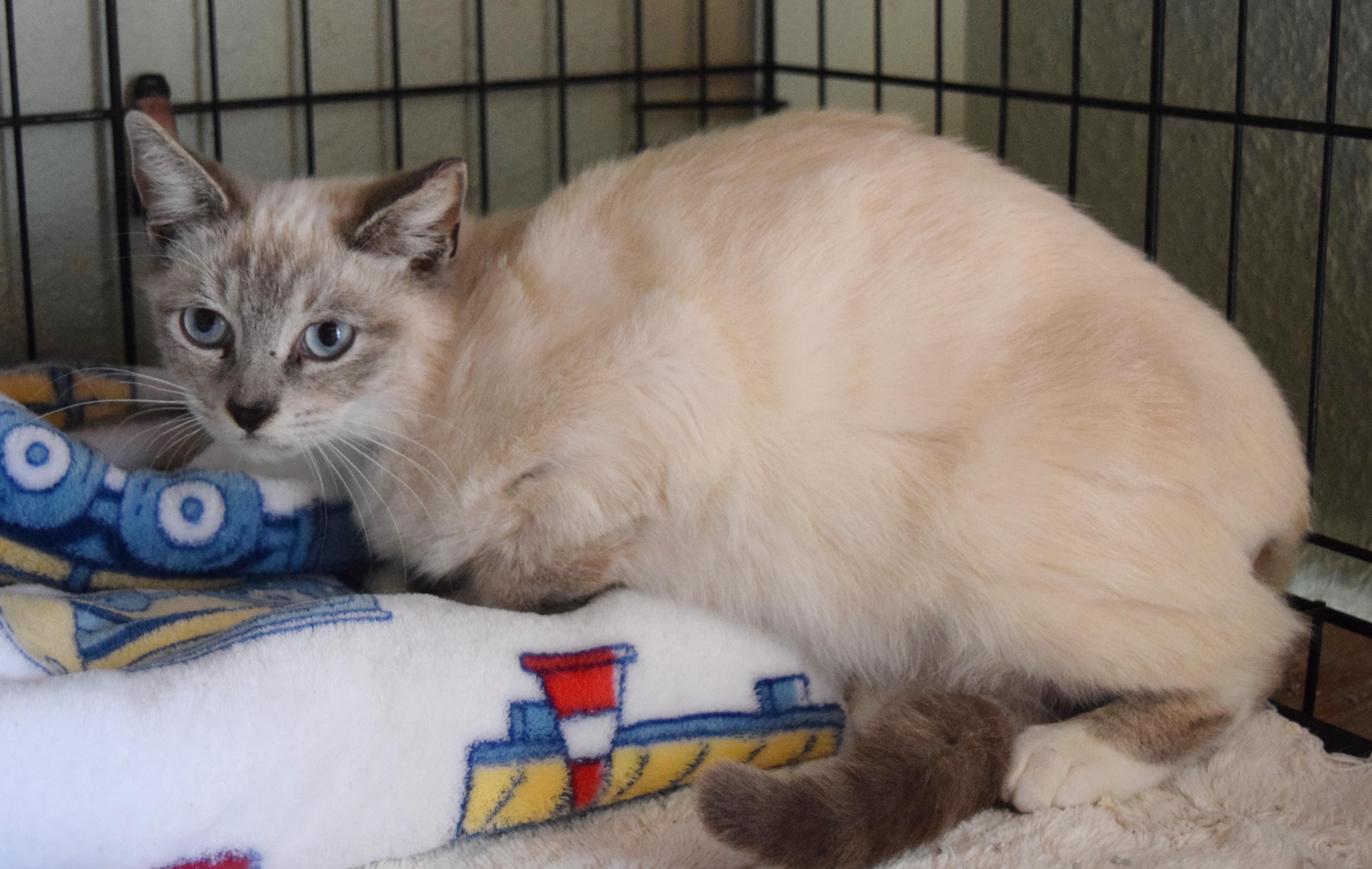 Enlarge Love Bug, an adopted mixed breed in Bulverde, TX image 3/5