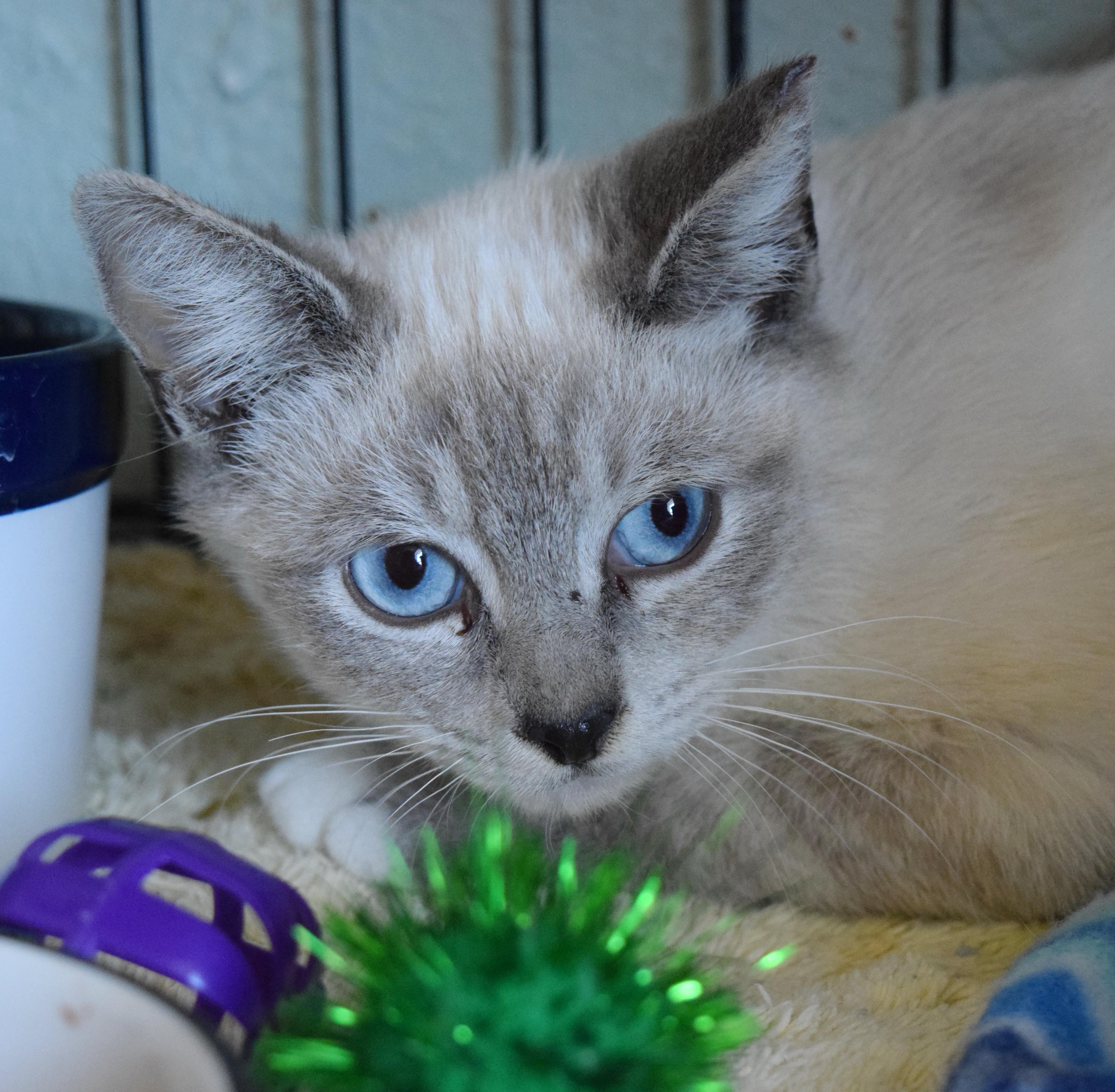 Enlarge Love Bug, an adopted mixed breed in Bulverde, TX image 4/5