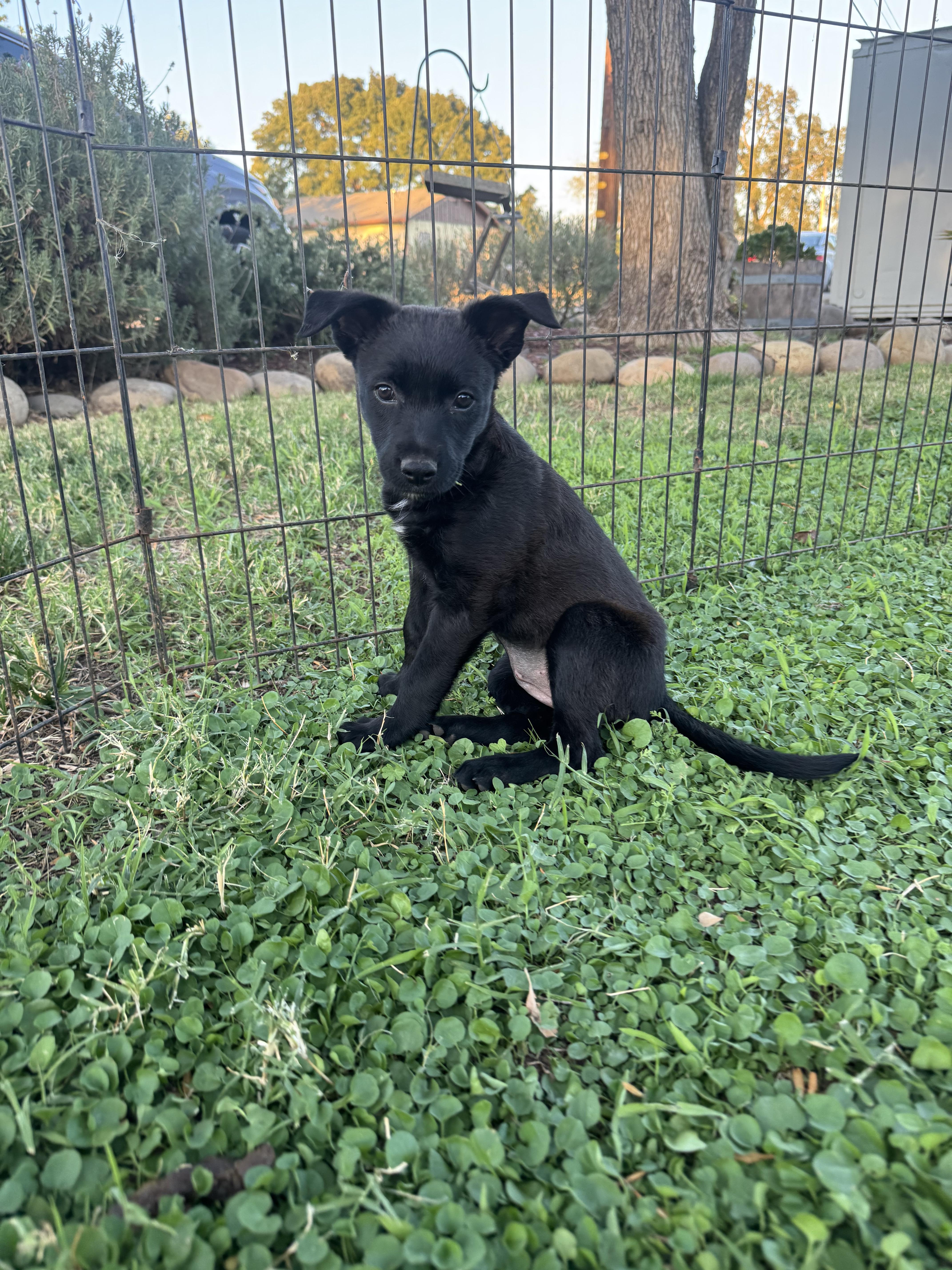 Enlarge Lainey, a Adoptable mixed breed in Lincoln, CA image 2/2