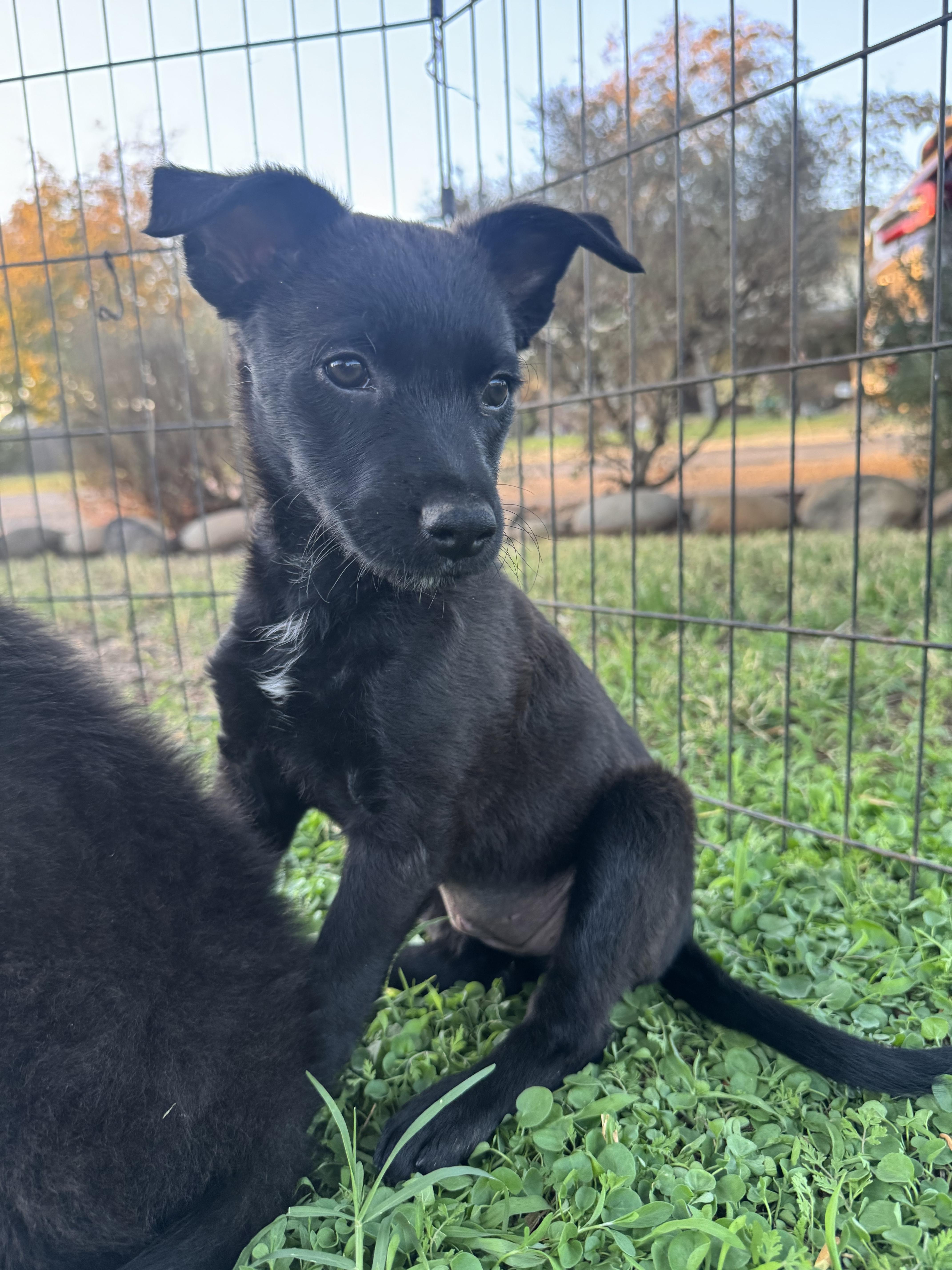 Lainey, Adoptable, Puppy Female Border Collie & Shepherd.