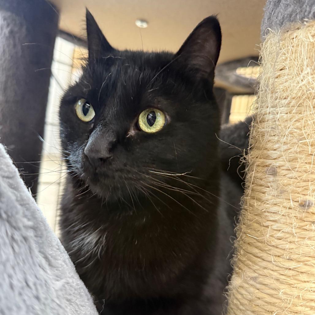 Enlarge Yami, a Adoptable Domestic Long Hair in Spanish Fork, UT image 1/6