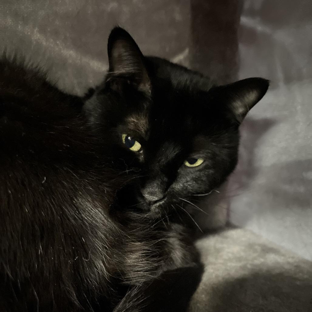 Enlarge Yami, a Adoptable Domestic Long Hair in Spanish Fork, UT image 2/6