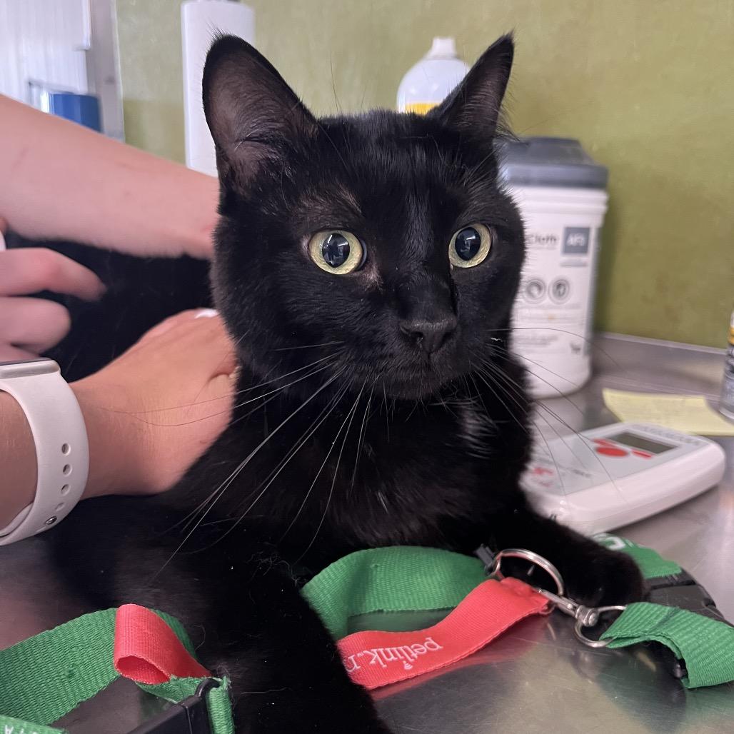 Enlarge Yami, a Adoptable Domestic Long Hair in Spanish Fork, UT image 3/6