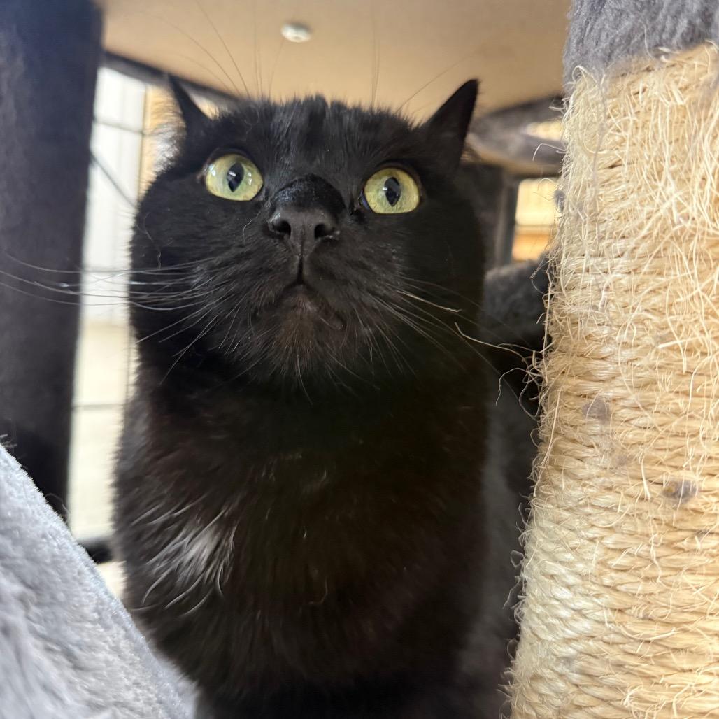 Enlarge Yami, a Adoptable Domestic Long Hair in Spanish Fork, UT image 4/6