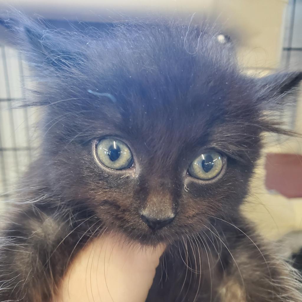 Enlarge Yami, a Adoptable Domestic Long Hair in Spanish Fork, UT image 5/6