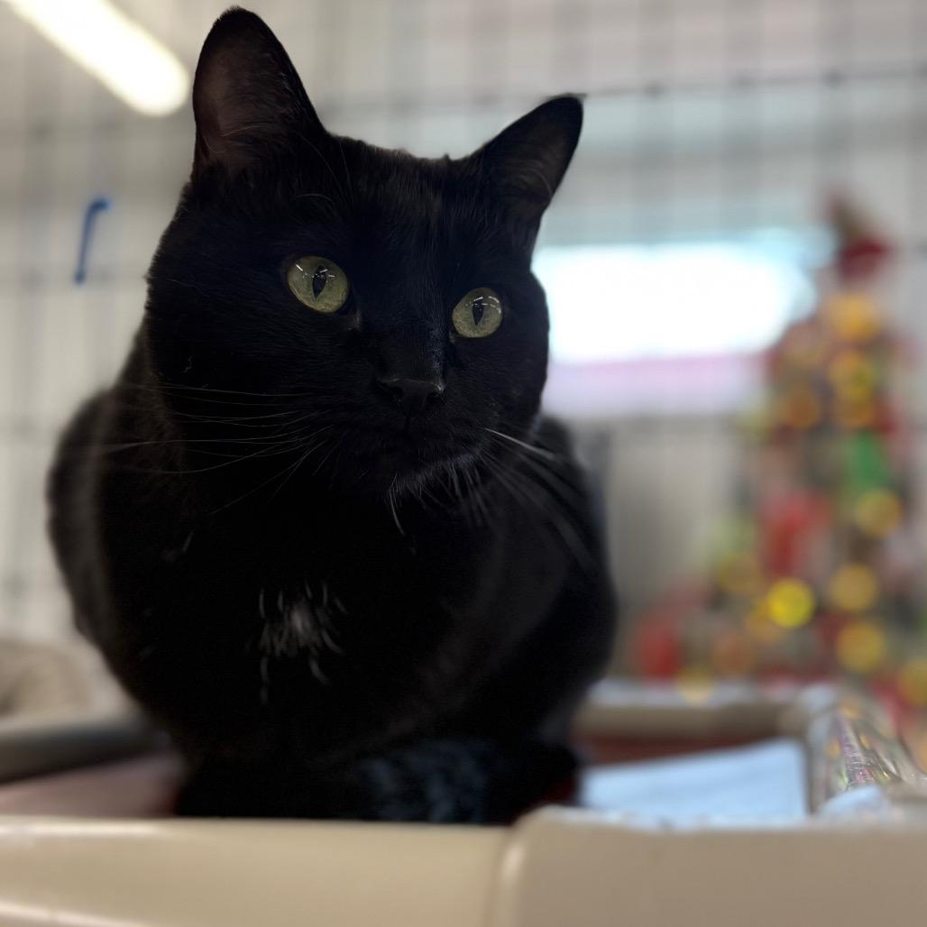 Enlarge Yami, a Adoptable Domestic Long Hair in Spanish Fork, UT image 6/6