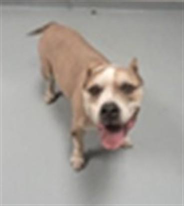 Enlarge JAZMINE, a Adoptable Pit Bull Terrier in Saint Cloud, FL image 1/1