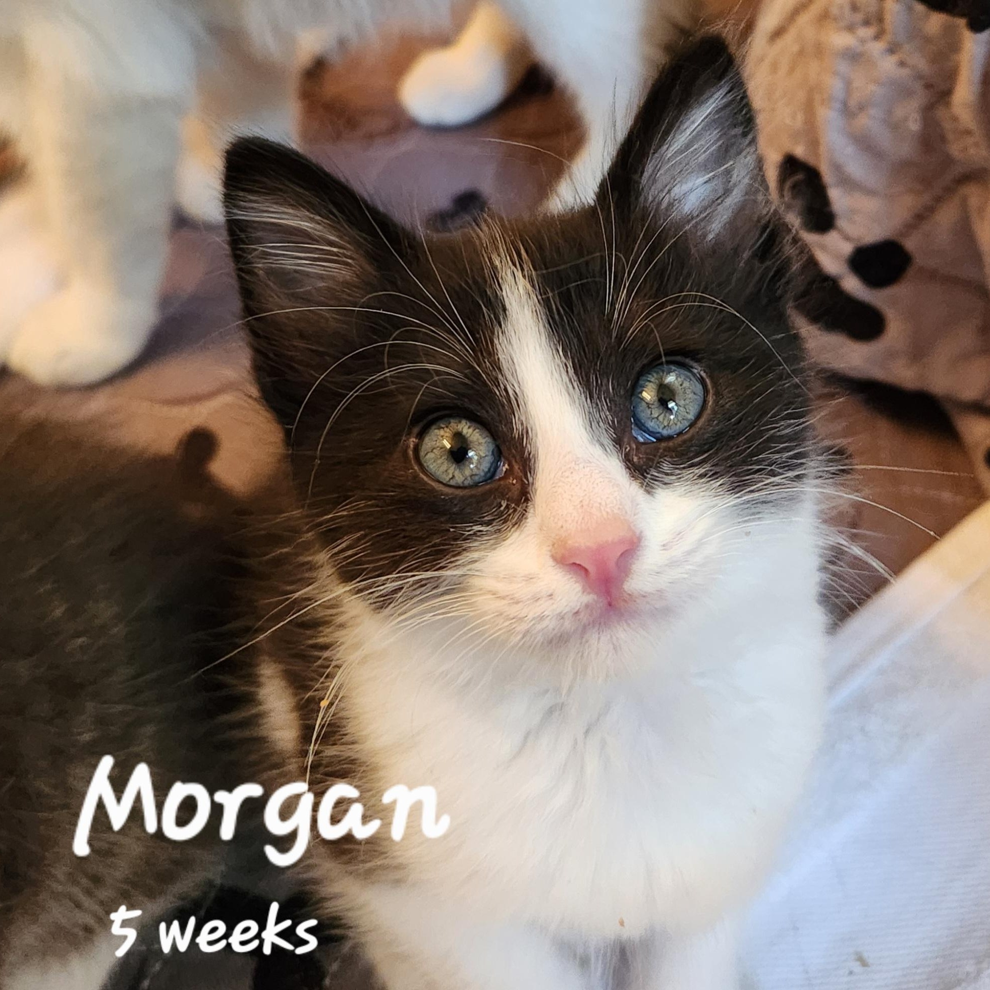 Morgan, a ADOPTABLE mixed breed in Magnolia, TX image 1/3