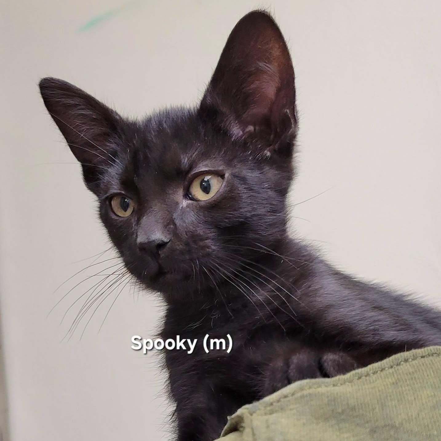 Spooky